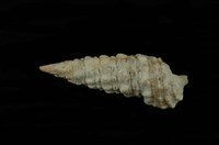 藏品(太平洋蟹守螺)的圖片